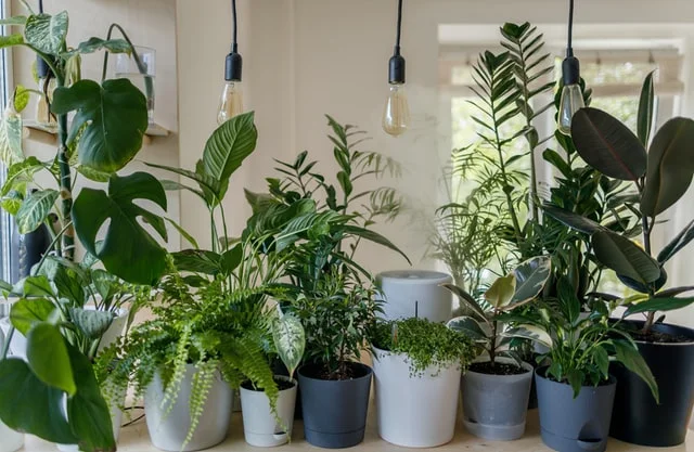 Does the direction of the sun affect your houseplant?
