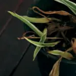 How Can You Tell If A Spider Plant Is Overwatered?