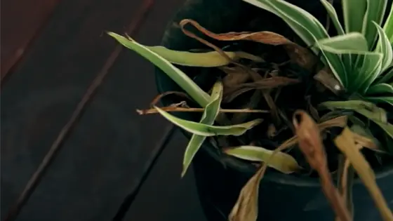 How Can You Tell If A Spider Plant Is Overwatered?
