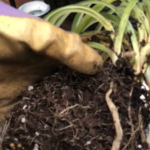 How Do You Save A Rotting Spider Plant?