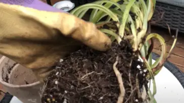 How Do You Save A Rotting Spider Plant?