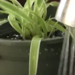 How Often Do You Water a Spider Plant?
