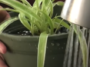 How Often Do You Water a Spider Plant?