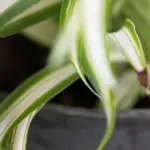 Should I Cut The Dead Tips Off My Spider Plant?