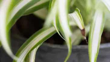 Should I Cut The Dead Tips Off My Spider Plant?