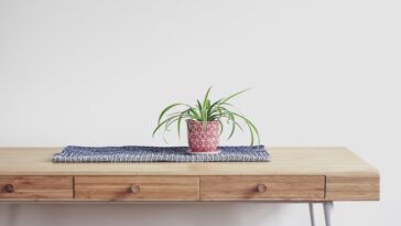 How Do You Bring A Spider Plant Back To Life?