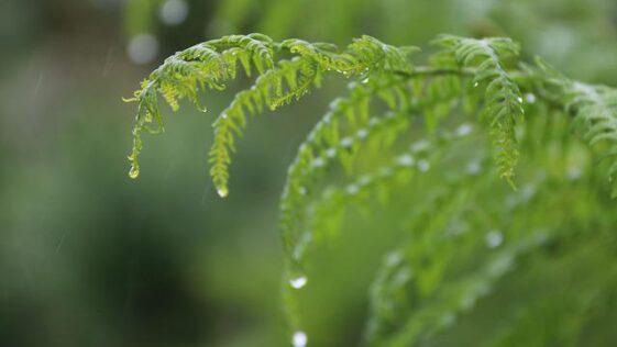 Can Boston Fern Grow In Water?