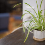 How Do You Revive A Dying Spider Plant?