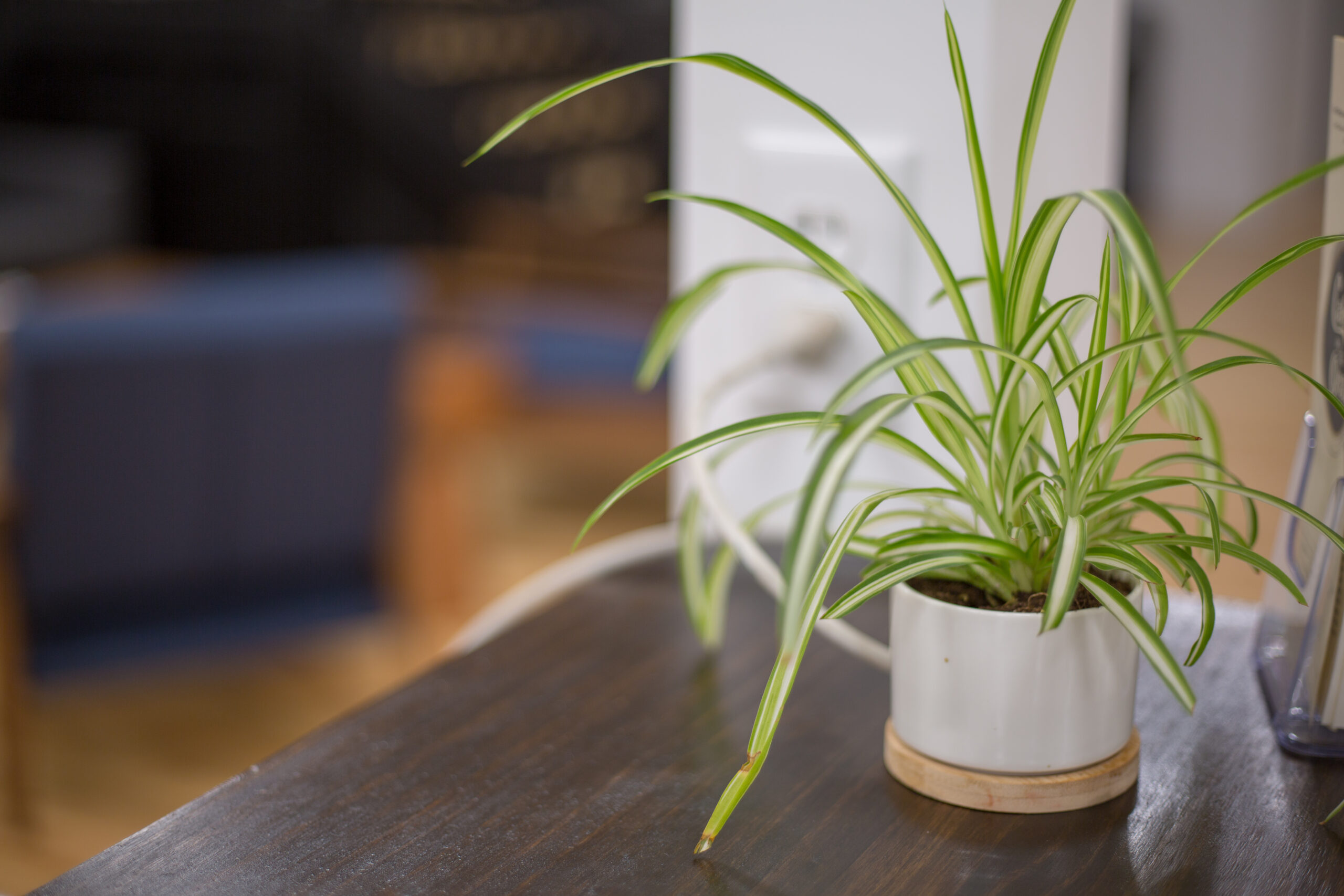 How Do You Revive A Dying Spider Plant?
