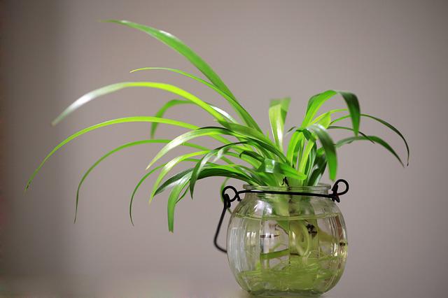 How Can You Tell If A Spider Plant Is Overwatered?
