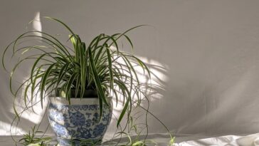 Should I Cut Bent Spider Plant Leaves?